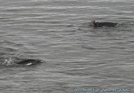 pygoscelis_papua-ag03