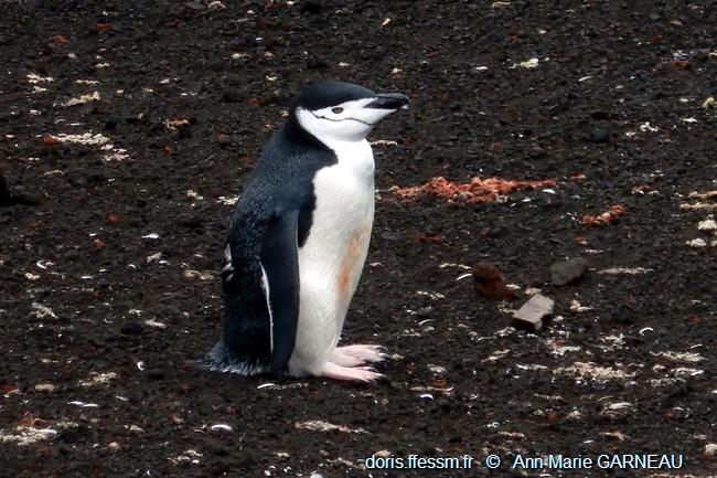 pygoscilis_antarticus-amg01