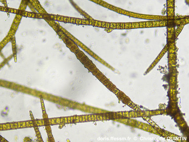 Pylaiella_littoralis_cq_013