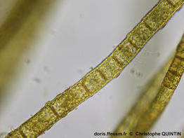 Pylaiella_littoralis_qc_002