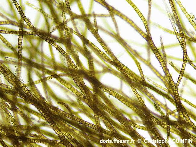 Pylaiella_littoralis_qc_003