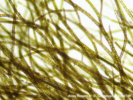 Pylaiella_littoralis_qc_003