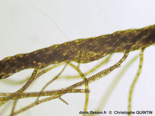 Pylaiella_littoralis_qc_004