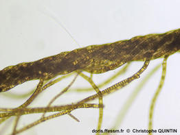 Pylaiella_littoralis_qc_004