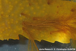 Pylaiella_littoralis_qc_006
