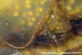 Pylaiella_littoralis_qc_007