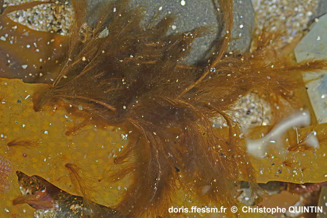 Pylaiella_littoralis_qc_008