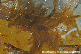 Pylaiella_littoralis_qc_008