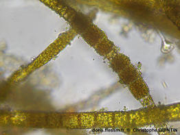 Pylaiella_littoralis_qc_009