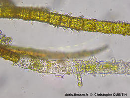 Pylaiella_littoralis_qc_010