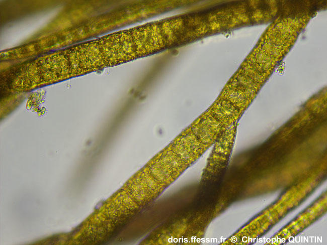 Pylaiella_littoralis_qc_011