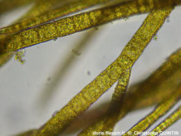 Pylaiella_littoralis_qc_011