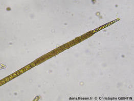 Pylaiella_littoralis_qc_012