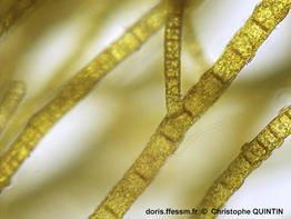 Pylaiella_littoralis_qc_05