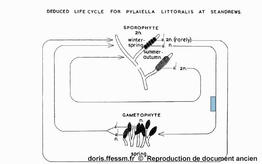 Pylaiella_littoralis_Russell1959_img0001