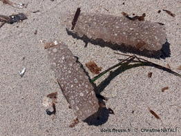 Pyrosoma_atlanticum-chna2026