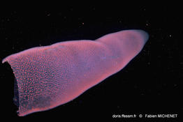 pyrostremma-spinosum_fabien_michenet1_1