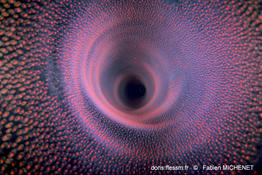 pyrostremma-spinosum_fabien_michenet2_2