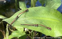 Pyrrhosoma_nymphula-dowe30