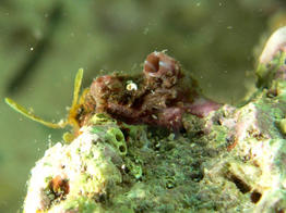 pyura.microcosmus-fa2
