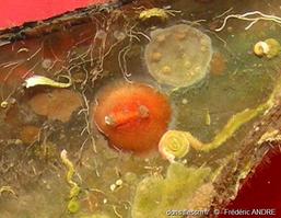 pyura_tessellata-fa1c