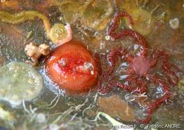 pyura_tessellata-fa3c