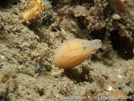 quasillina_brevis-frro-img_1631