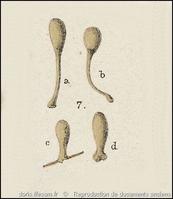 quasillina_brevis-rda-img_07