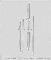 quasillina_brevis-rda-img_346