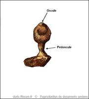 quasillina_brevis-rda-img_851