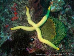 linckia_sp_aps1