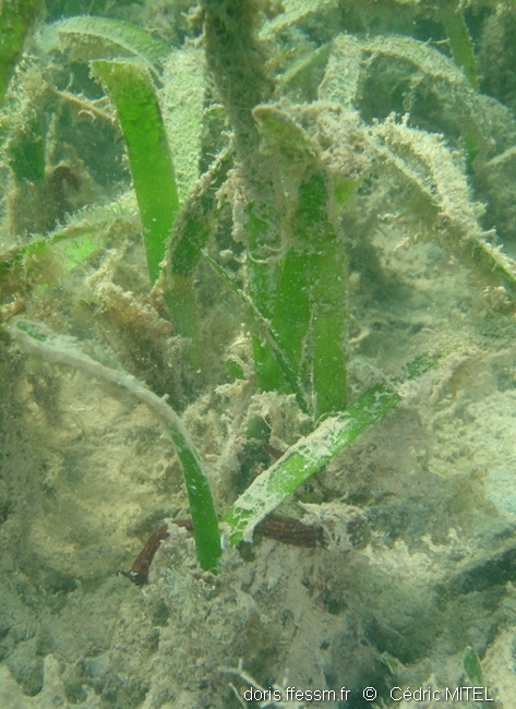 Herbe en faucille