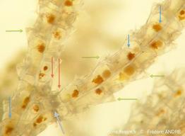 scrupocellaria_sp.-fa37rp