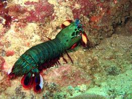 odontodactylus_scyllarus-slb3