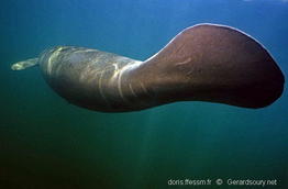 trichechus_manatus-geso858