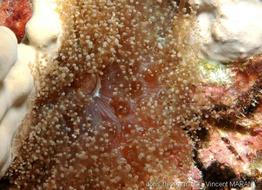 ragactis_lucida_vm1