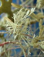 crisia_sp-fa5c