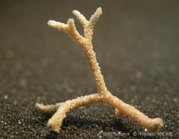 omalosecosa_ramulosa-fa2