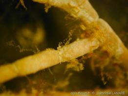amphiroa_rigida-4vl