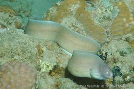 gymnothorax_griseus-vm1