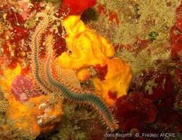 hermodice_carunculata-fa8
