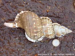 Ranella_olearium-jgha1