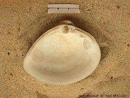 Rangia_cuneata_04