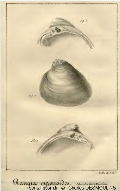 Rangia_cuneata_cdm_01