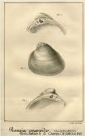 Rangia_cuneata_cdm_01