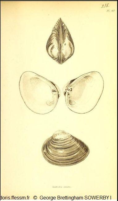 rangia_cuneata_gbs_01