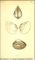 rangia_cuneata_gbs_01