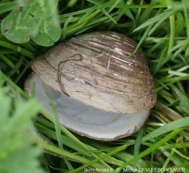 Rangia_cuneata_md_02