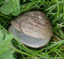 Rangia_cuneata_md_02