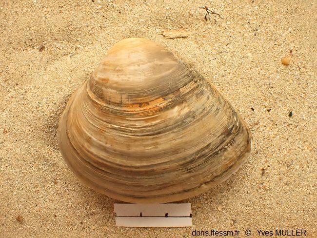 Rangia_cuneata_my_01